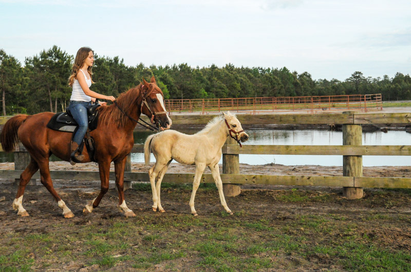 horsefarm02