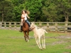 horsefarm01