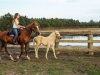 horsefarm02