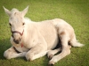 horsefarm04