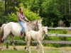 horsefarm08